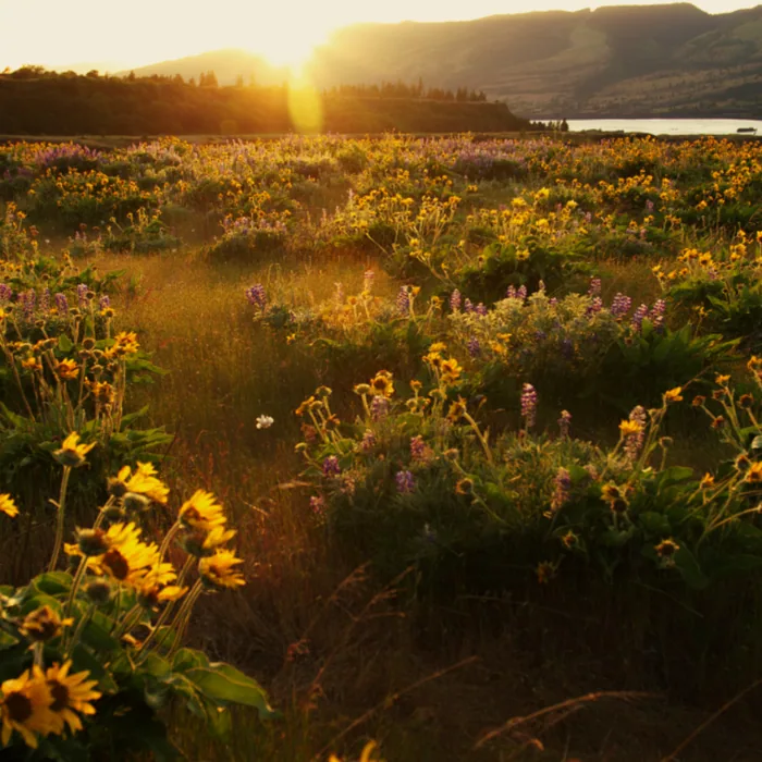 Summer meadow full of wildflowers at golden hour