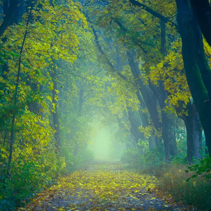 Misty forest path lined with autumn trees
